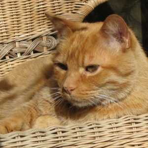 Quali sono i buoni nomi del gatto arancione?