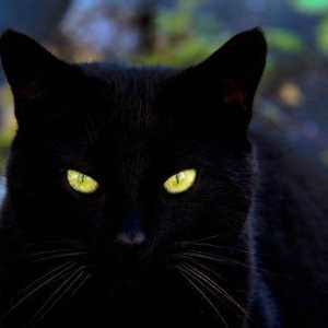 Quali sono i migliori nomi per gatti neri?