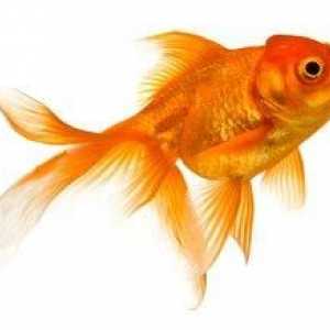 Cosa pesci rossi mangiano?
