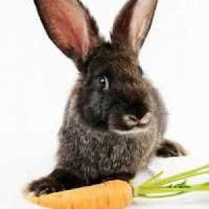 Cosa mangiano i conigli?