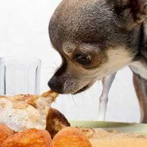 Cosa succede ad un cane che mangia gli avanzi?