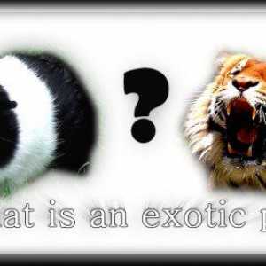 Che cosa è un animale domestico esotico?