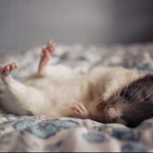 Qual è la migliore biancheria da letto per i ratti da compagnia?