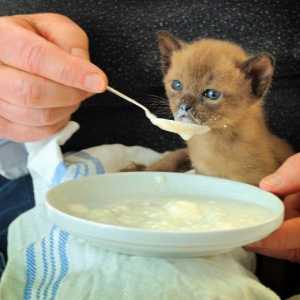 Qual è il miglior alimento per gattini per la diarrea?