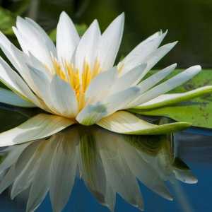 Qual è il significato simbolico di un fiore di loto