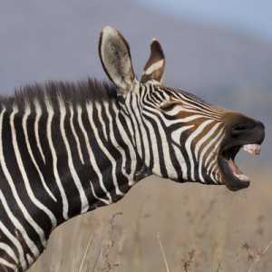 Che tipo di rumore non fa una zebra?