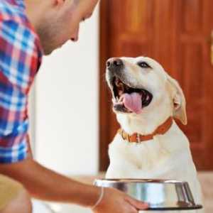 Cosa non alimentare il vostro cane alle feste
