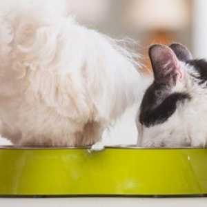 Quali alimenti per animali domestici posso nutrire per prevenire la malattia dentale?