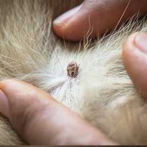 Cosa fare se una testa di spunta rimane incastrato nella pelle del vostro cane