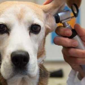 Cosa aspettarsi in un checkup cane