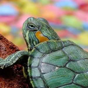 Che cosa si dovrebbe sapere sulla raccolta di tartarughe
