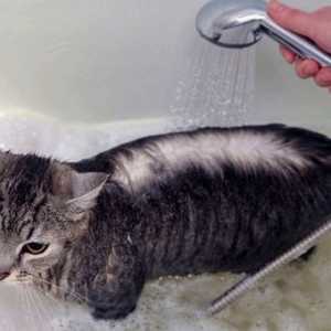 Quando si dovrebbe dare il vostro gatto un bagno?