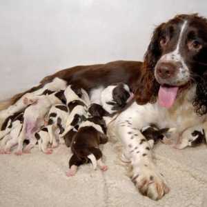 Whoa, mamma! 8 cucciolate di cani stupefacenti