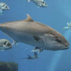 Perché sono in via di estinzione del tonno rosso
