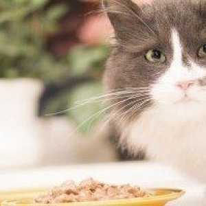 Perché i gatti paura di cetrioli?