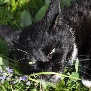 Perché i gatti vanno pazzi per erba gatta?