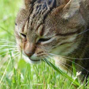 Perché i cani e gatti mangiano l`erba?
