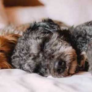 Perché i cani corrono nel sonno?