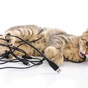 Perché il mio gatto masticare i cavi elettrici?