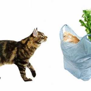 Perché il mio gatto mastica sacchetti di plastica?