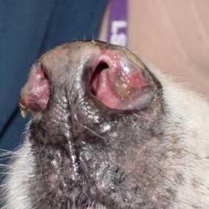 Perché il mio cane ha ferite croccante sul suo naso e cosa posso fare?