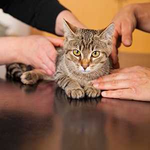 Perché il mio veterinario vuole testare il mio gatto al coperto per la FIV?