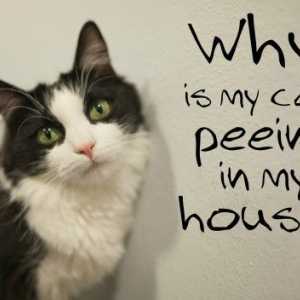 Perché il mio gatto pipì in casa?