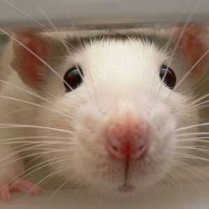 Perché i ratti sono animali veramente sottovalutati