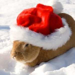 Cura invernale per i conigli