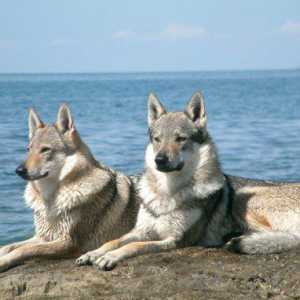 Cane lupo: l`ibrido alcune leggi statali limitano