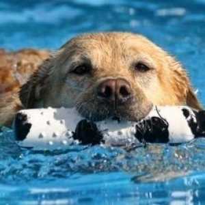I vostri cani e sicurezza della piscina