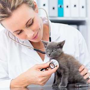 Il tuo nuovo check-up gattino